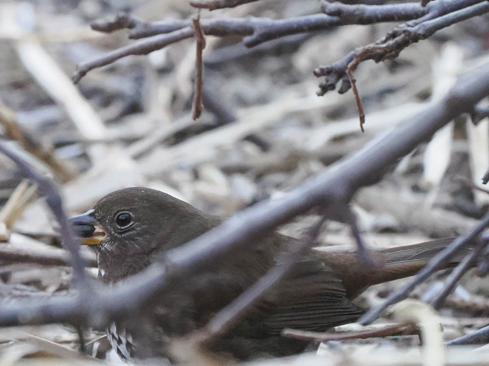 Fox Sparrow - ML646697296