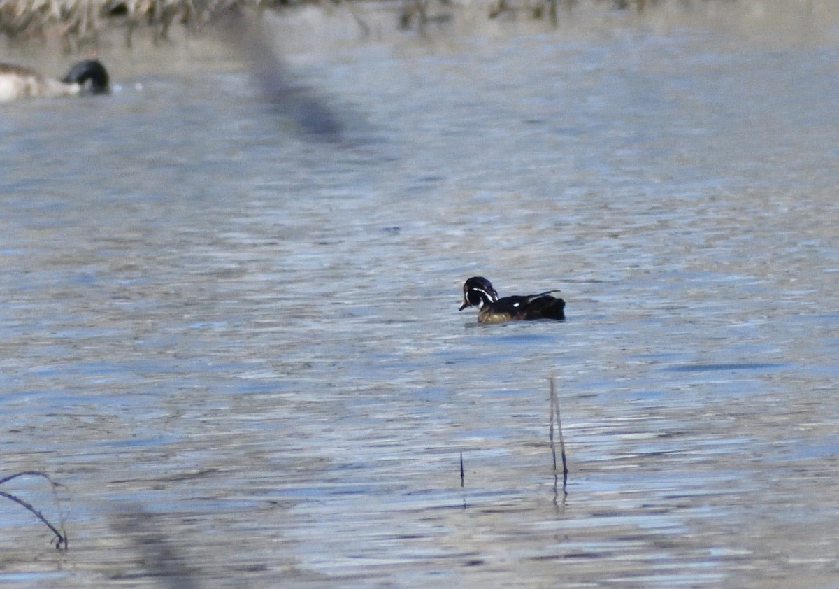 Canard branchu - ML646697298