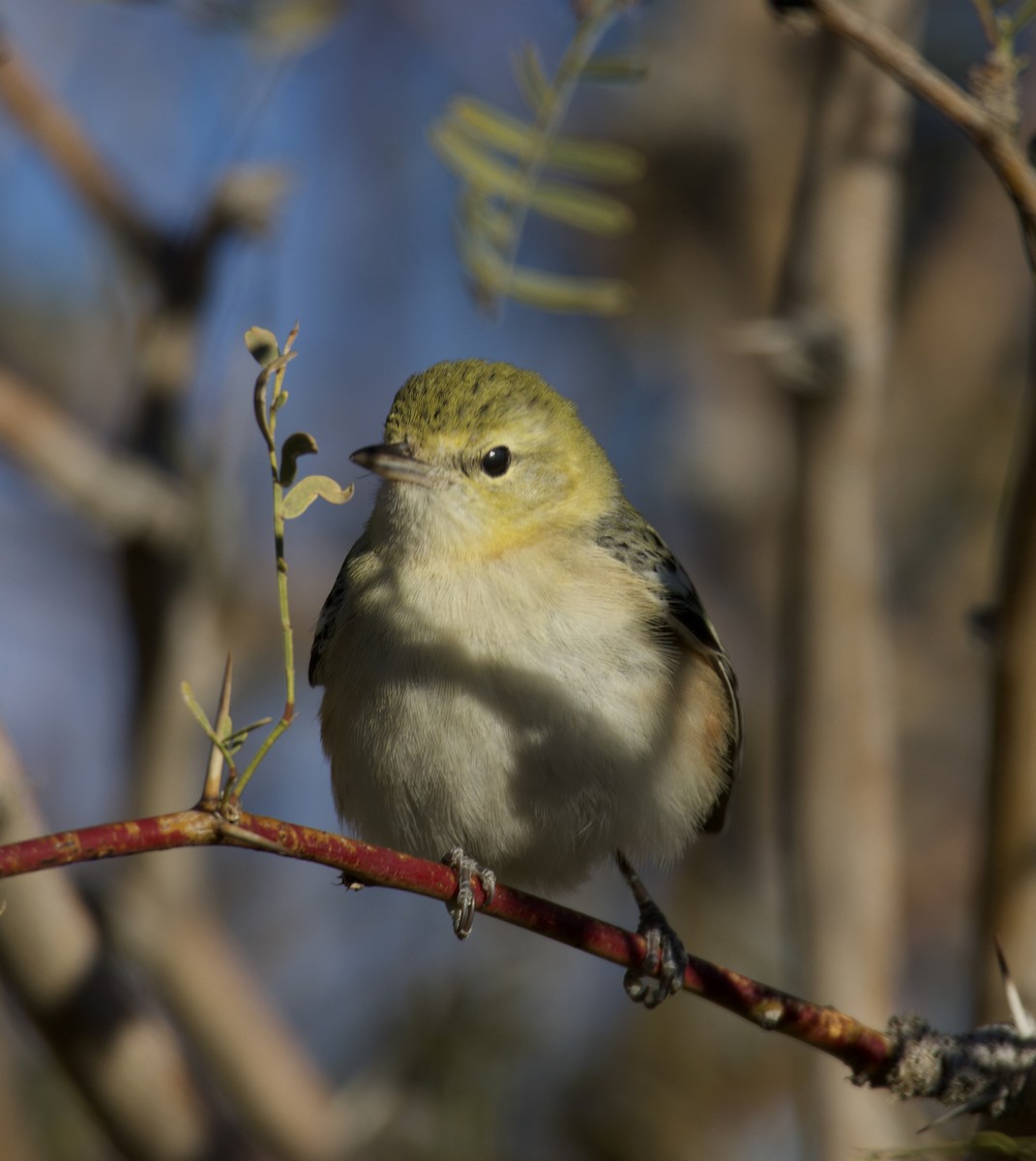 Bay-breasted Warbler - ML646697300