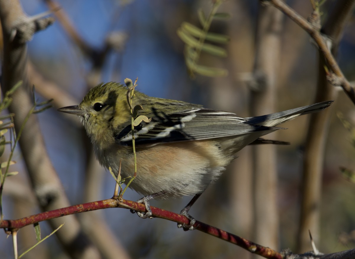 Bay-breasted Warbler - ML646697301