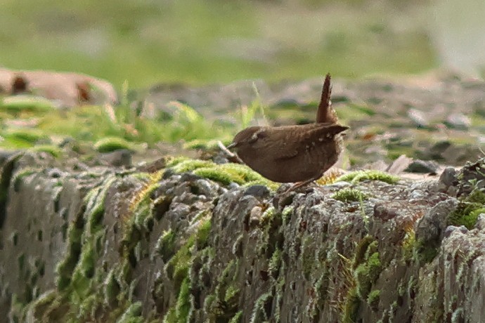Eurasian Wren - ML646697306
