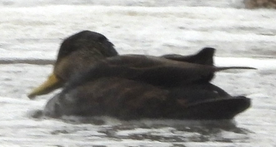 rødfotand - ML646697308