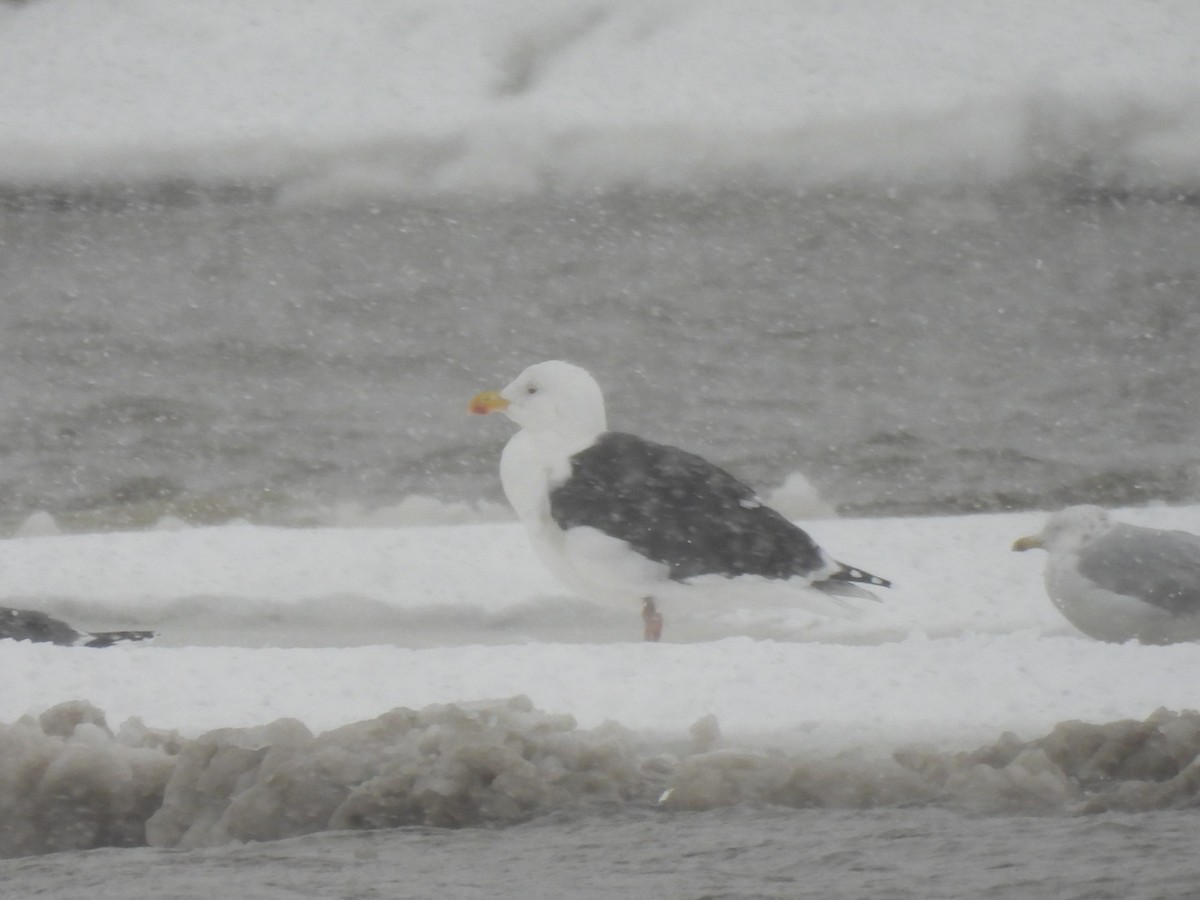 Great Black-backed Gull - ML646697309