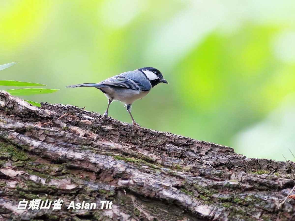 Asian Tit - ML646697311