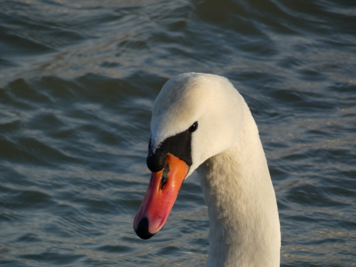 Mute Swan - ML646697313