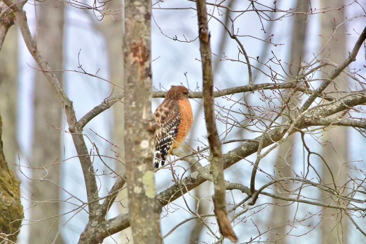 Red-shouldered Hawk - ML646697314