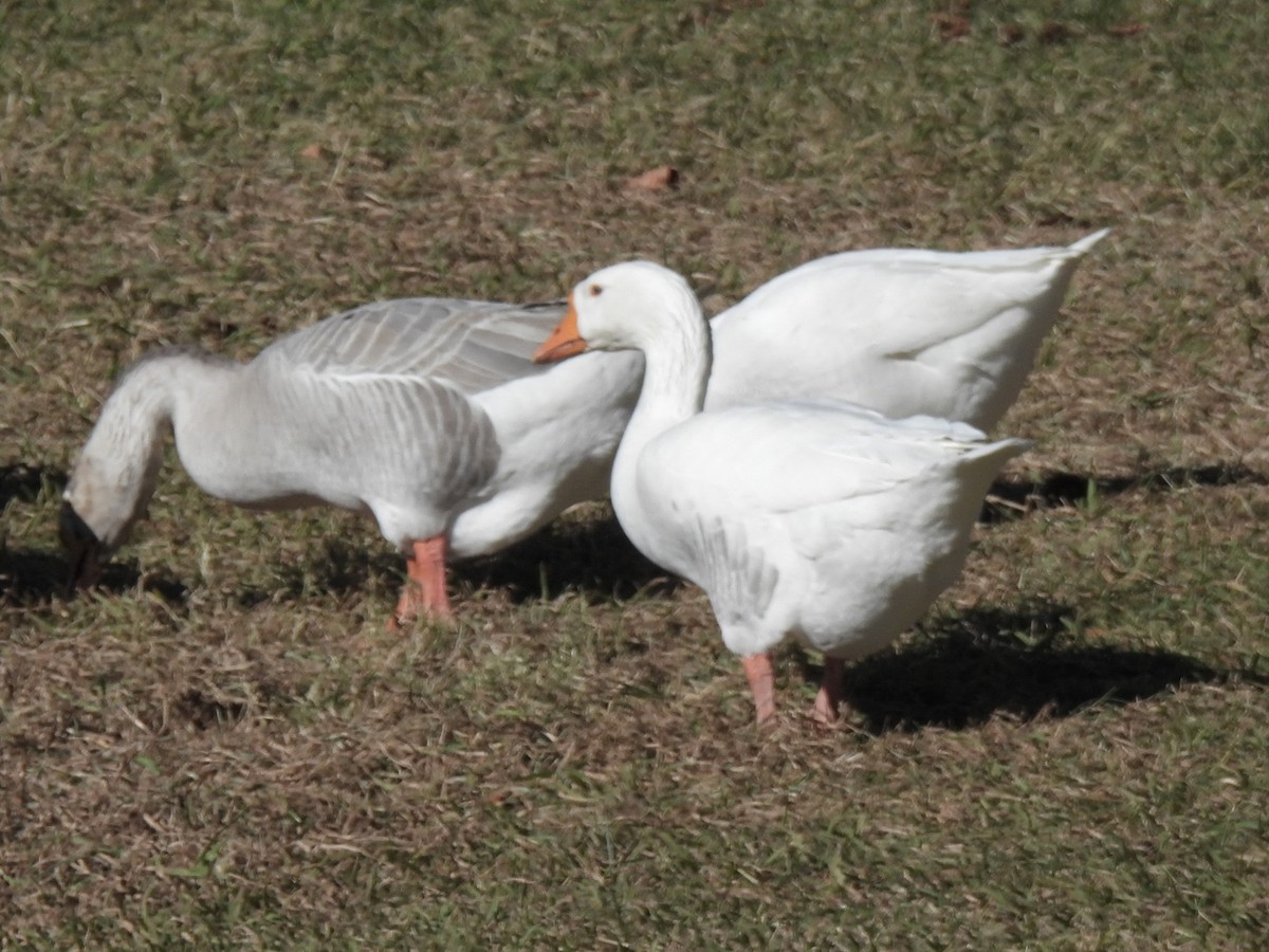 Domestic goose sp. (Domestic type) - ML646697316