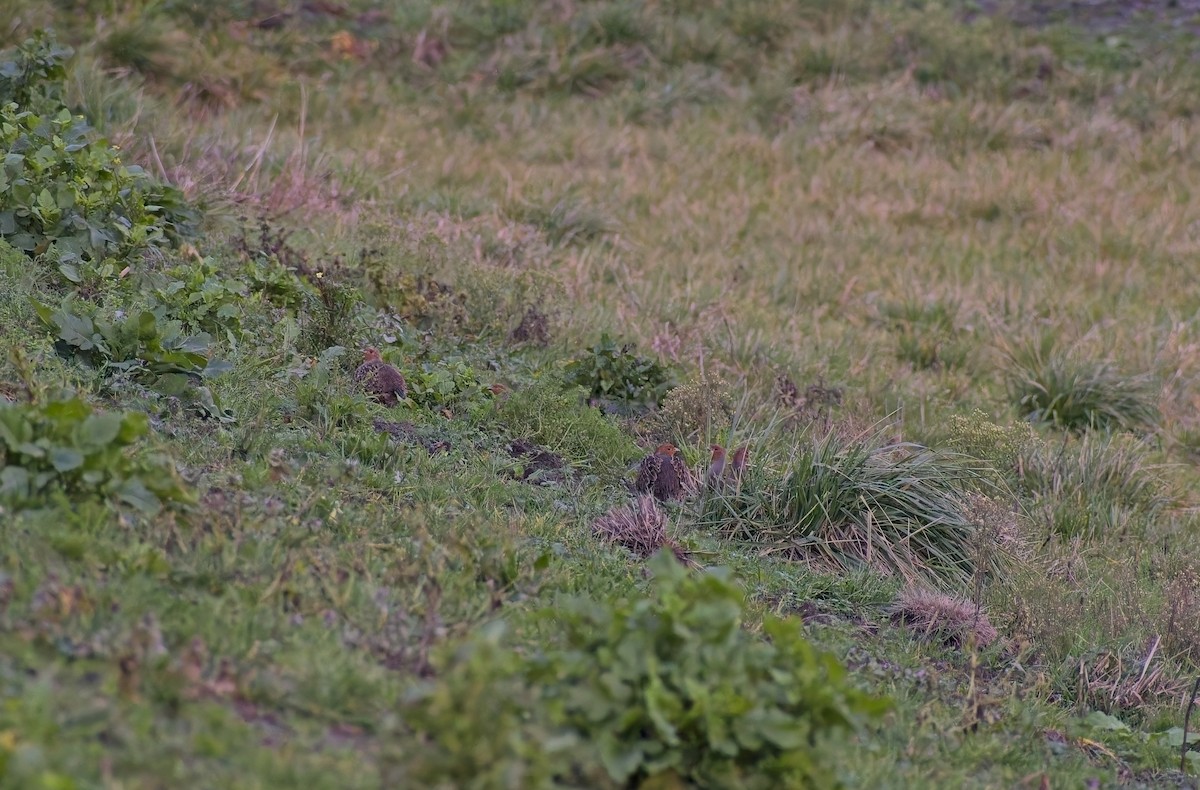 Gray Partridge - ML646697317