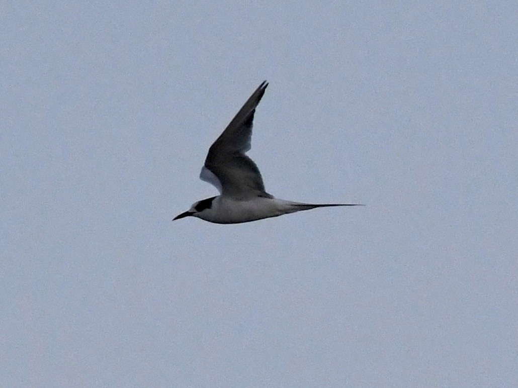 South American Tern - ML646697318