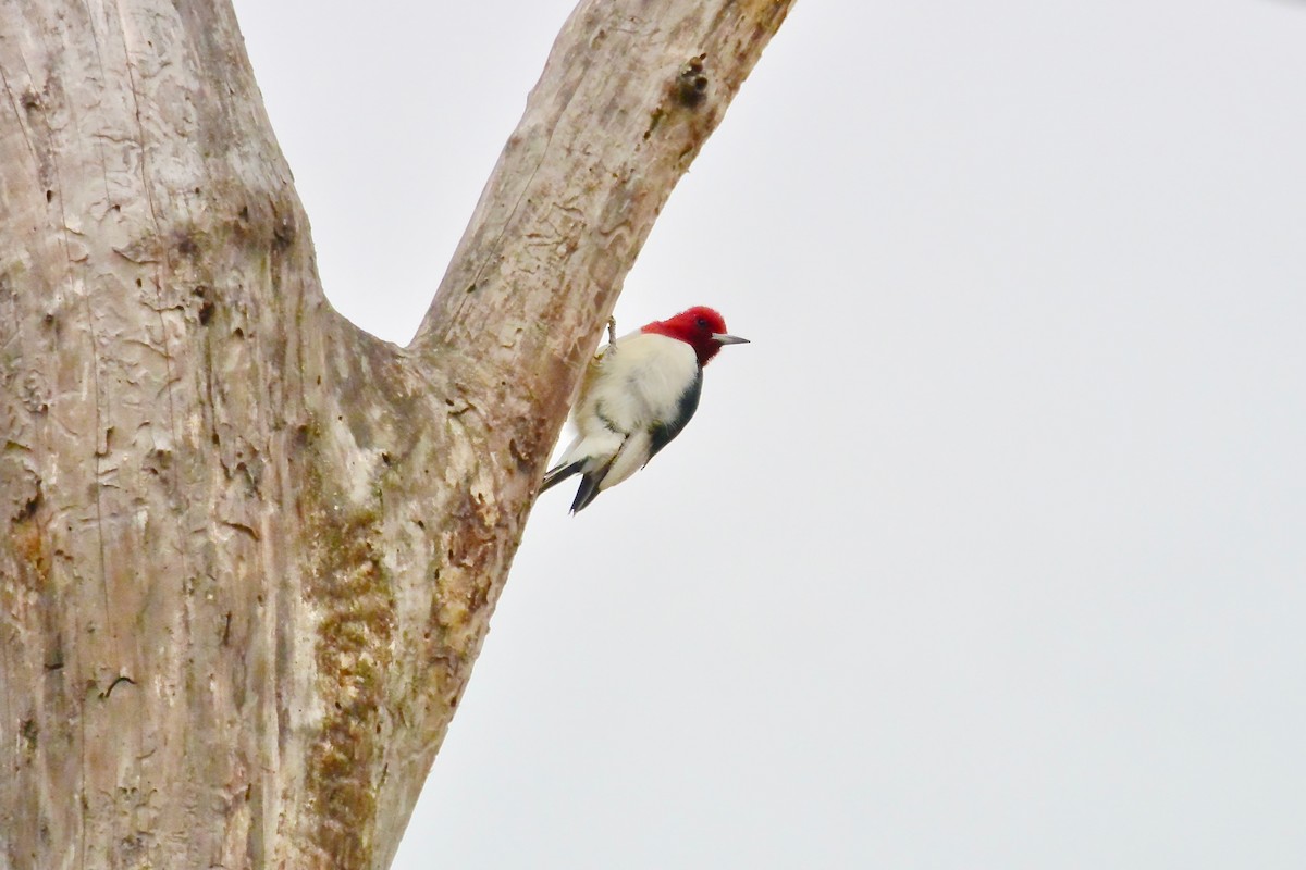 Red-headed Woodpecker - ML646697319