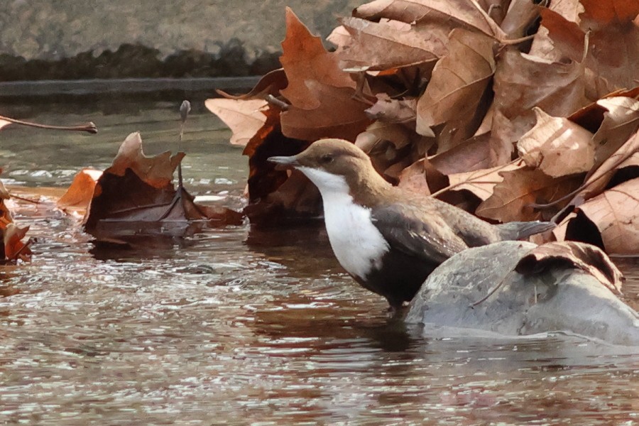 White-throated Dipper - ML646697320