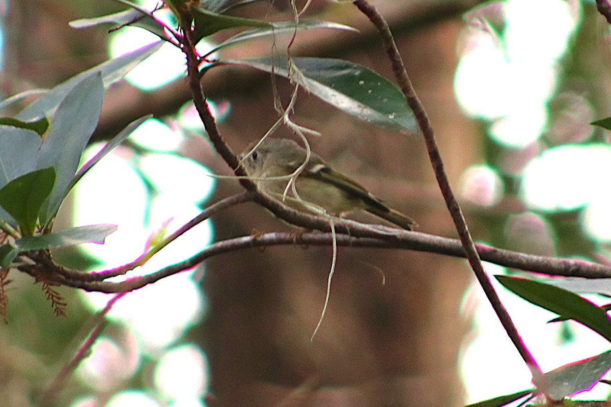 králíček americký - ML646697321