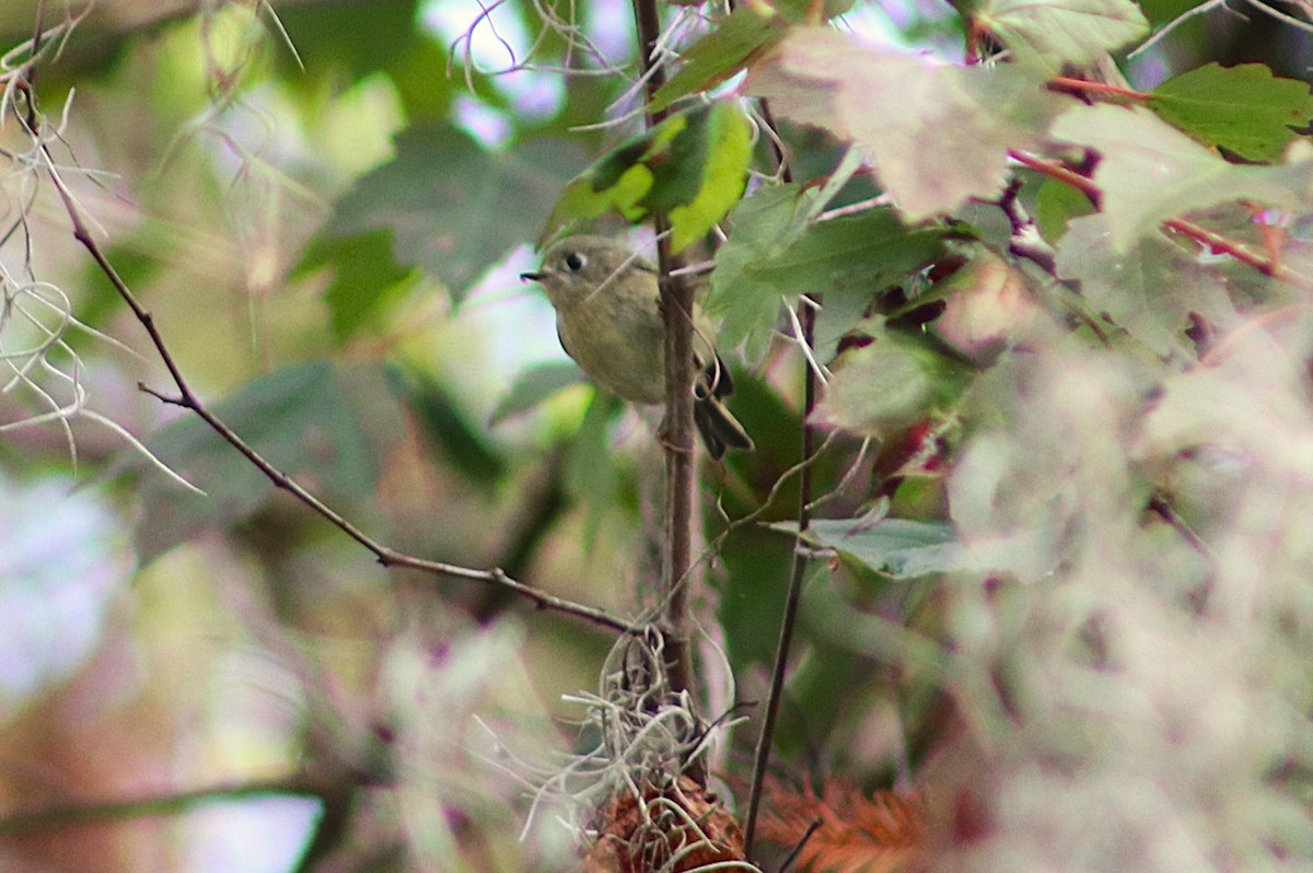 králíček americký - ML646697322