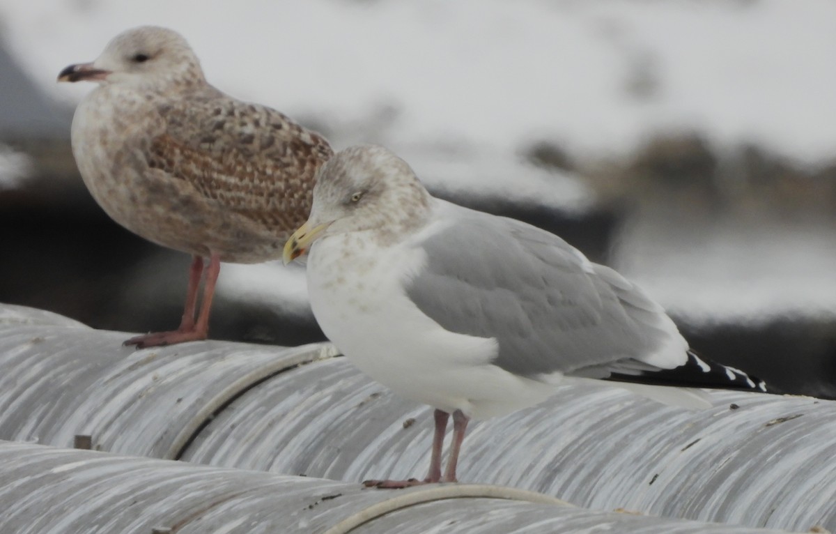 American Herring Gull - ML646697323