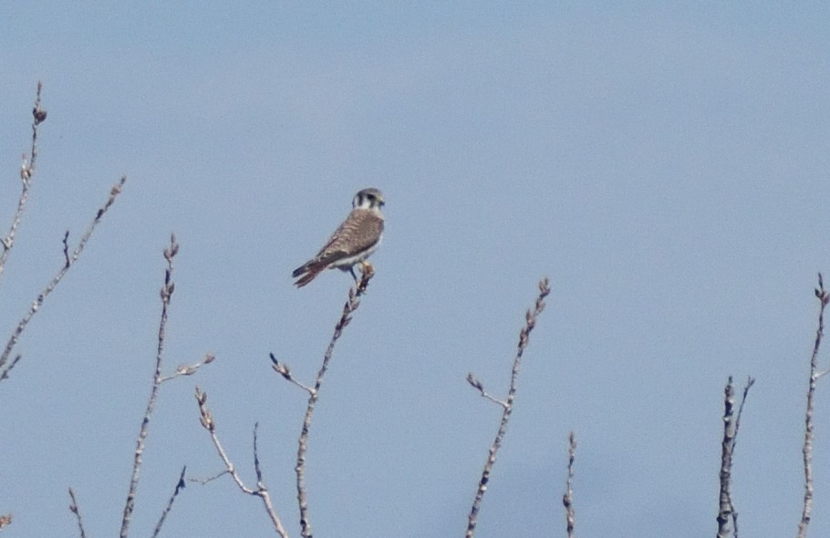 American Kestrel - ML646697326