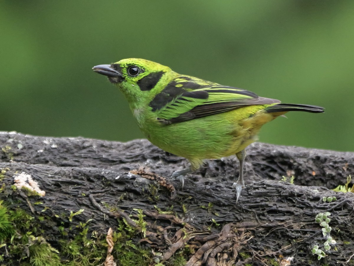 Emerald Tanager - ML646697328