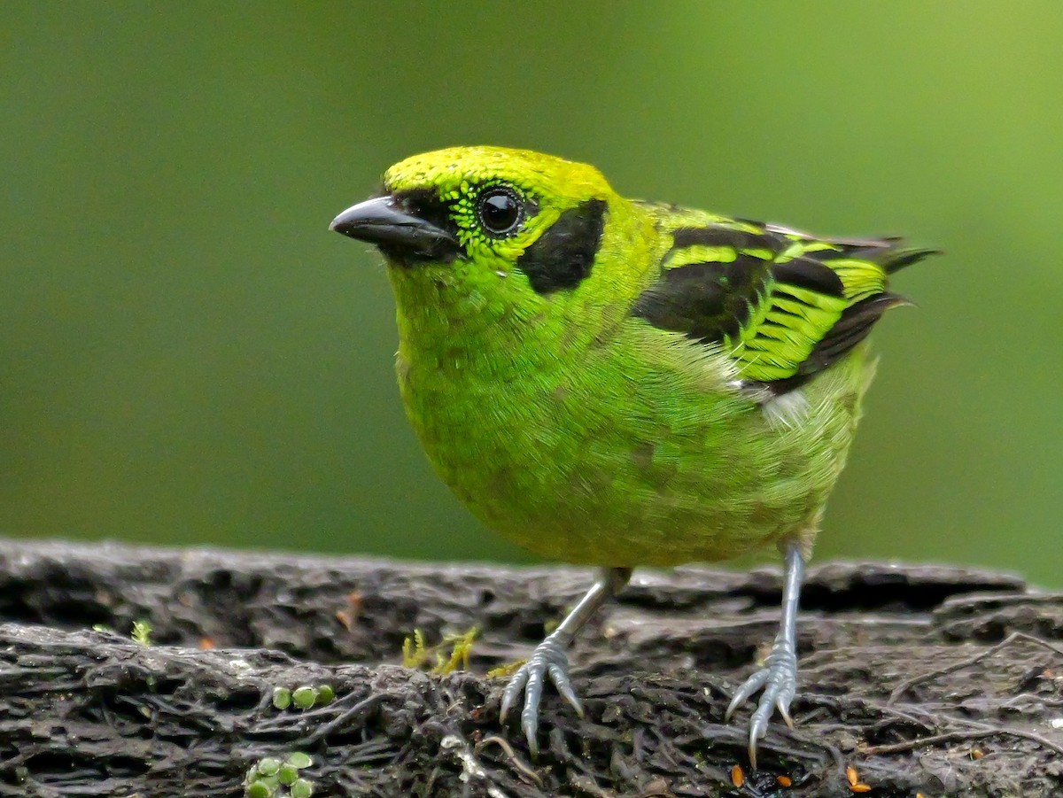 Emerald Tanager - ML646697329