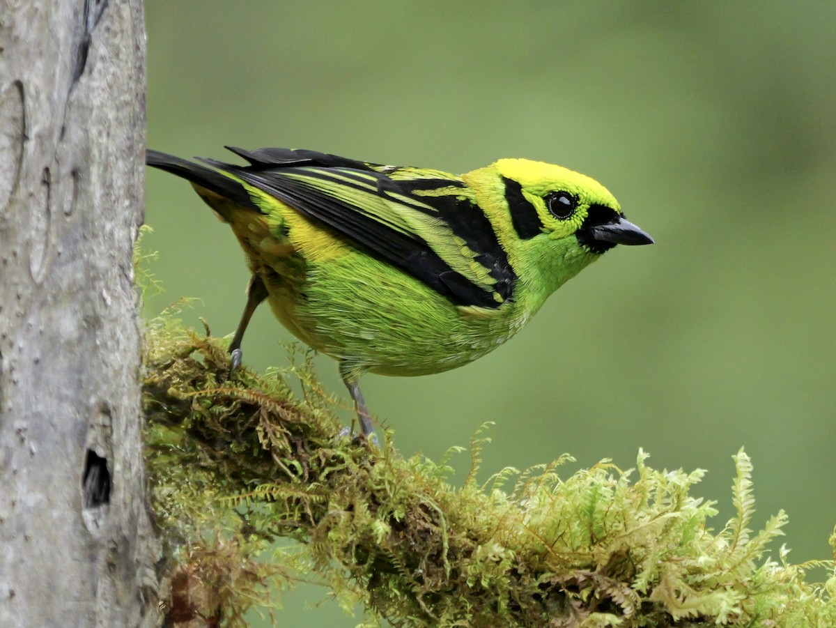 Emerald Tanager - ML646697330