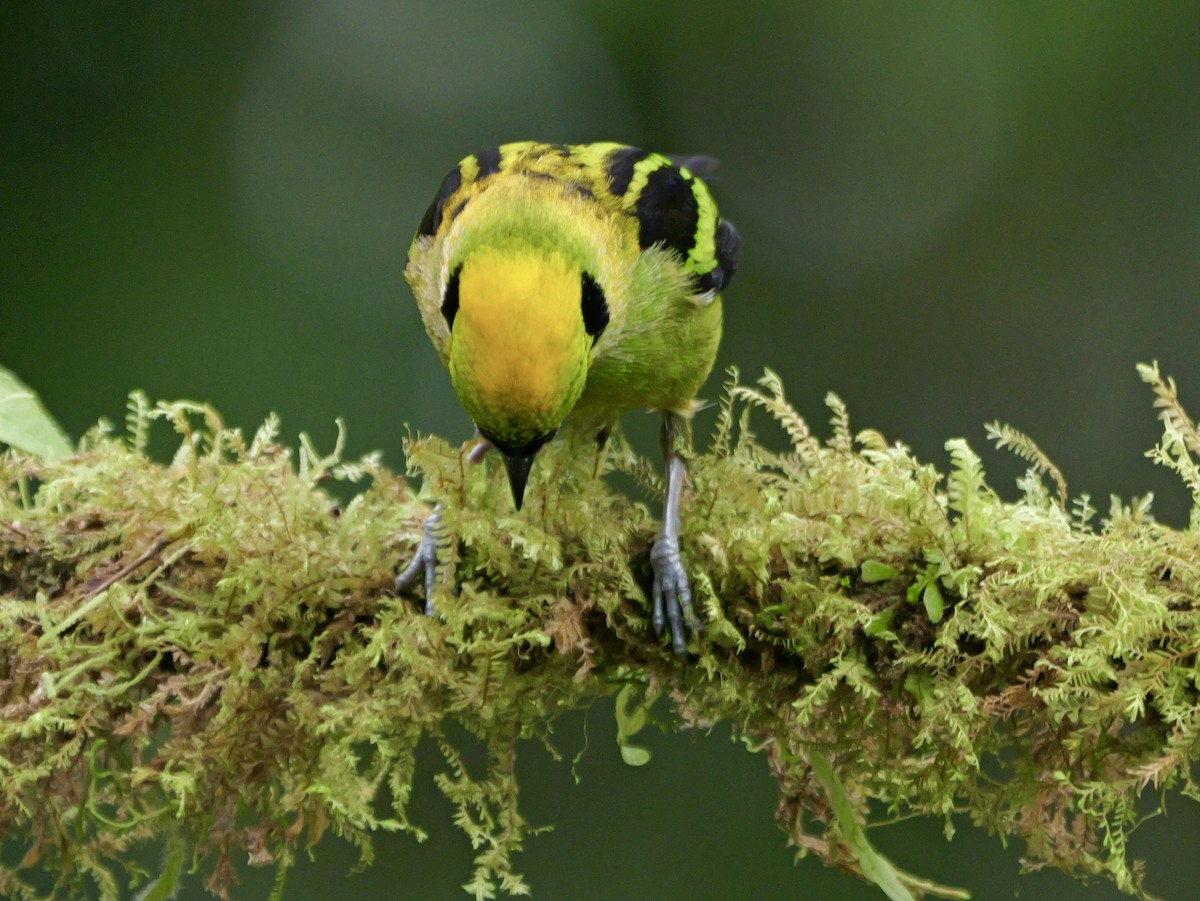 Emerald Tanager - ML646697331