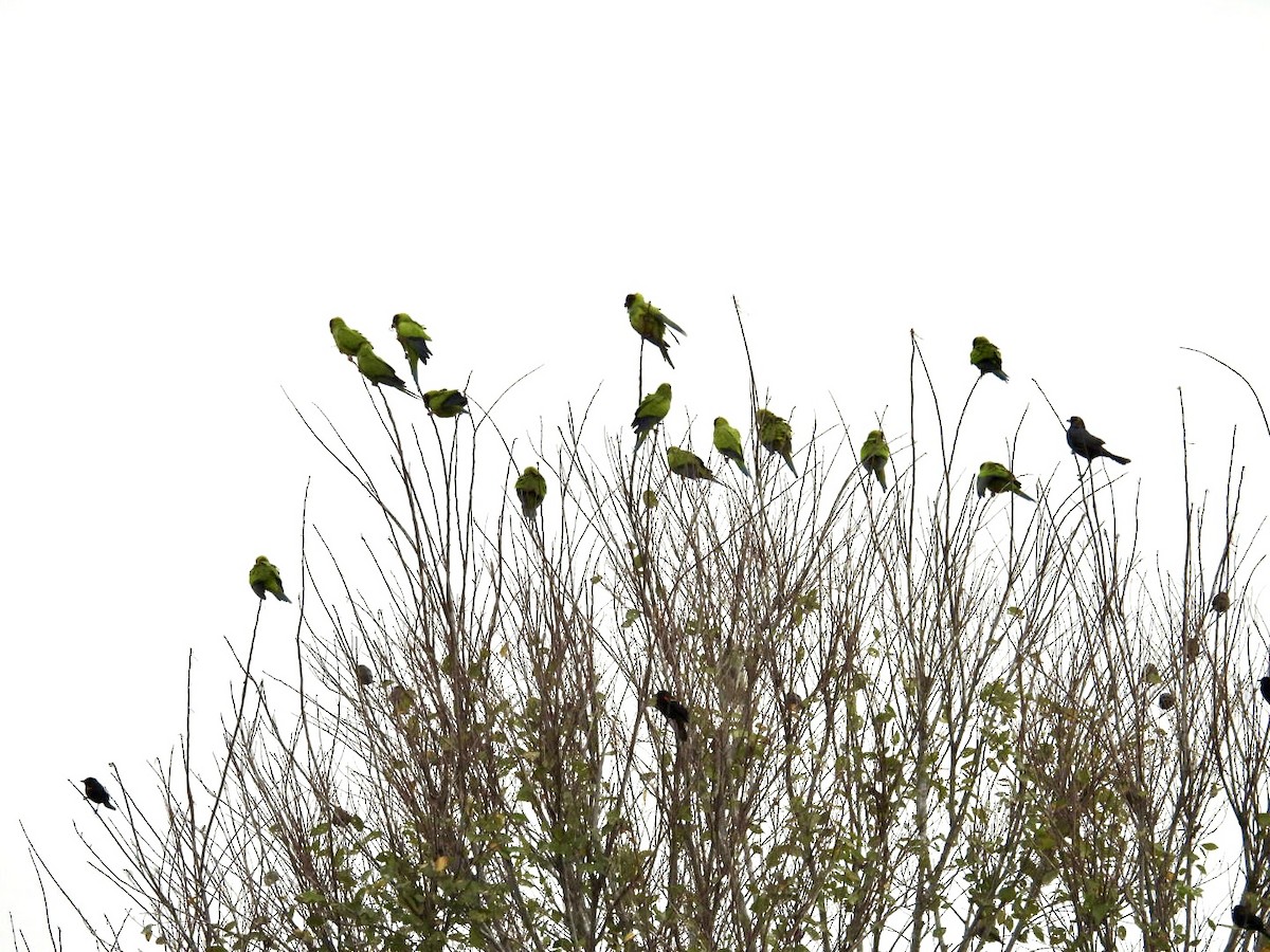 Nanday Parakeet - ML646697332