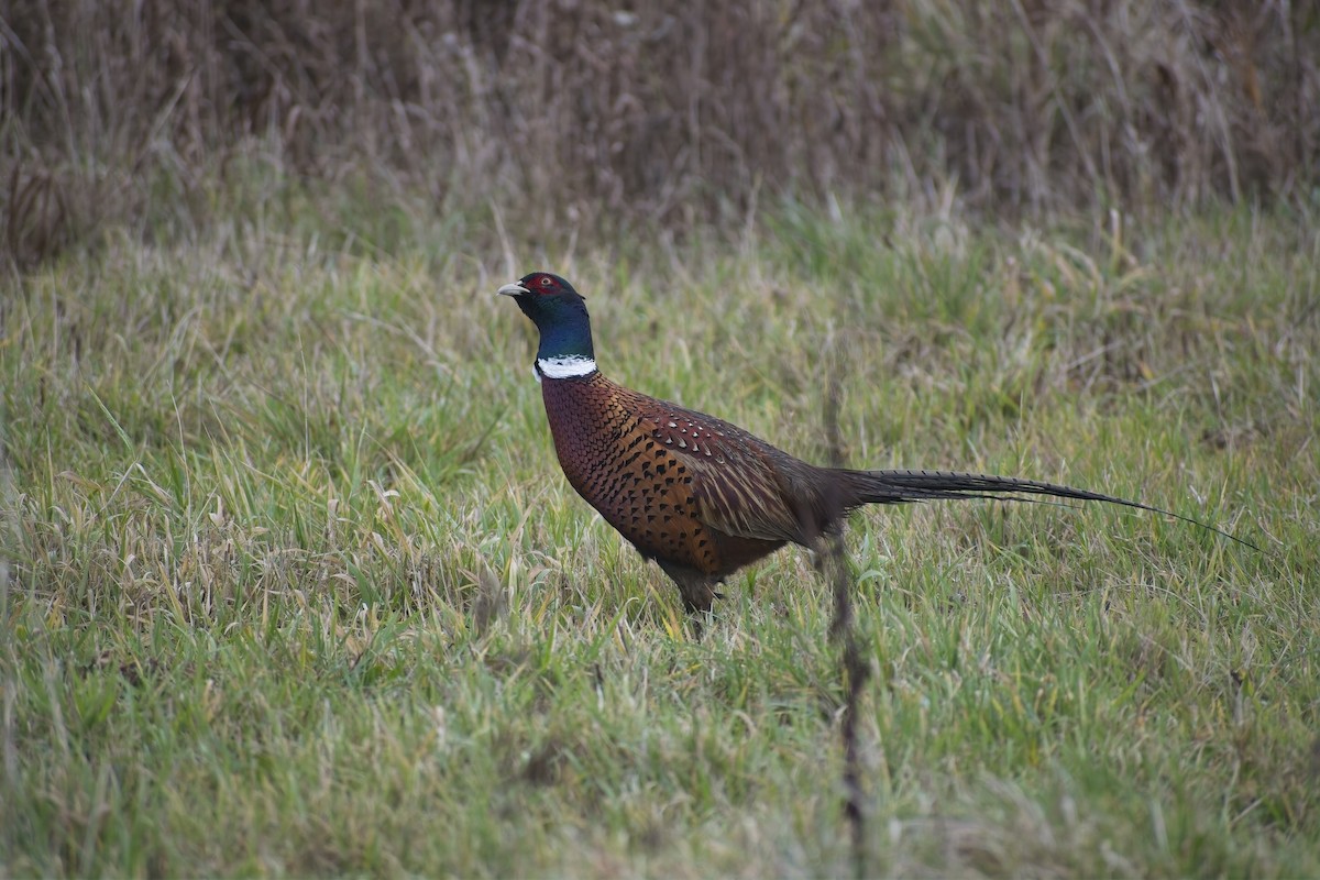 Ring-necked Pheasant - ML646697334