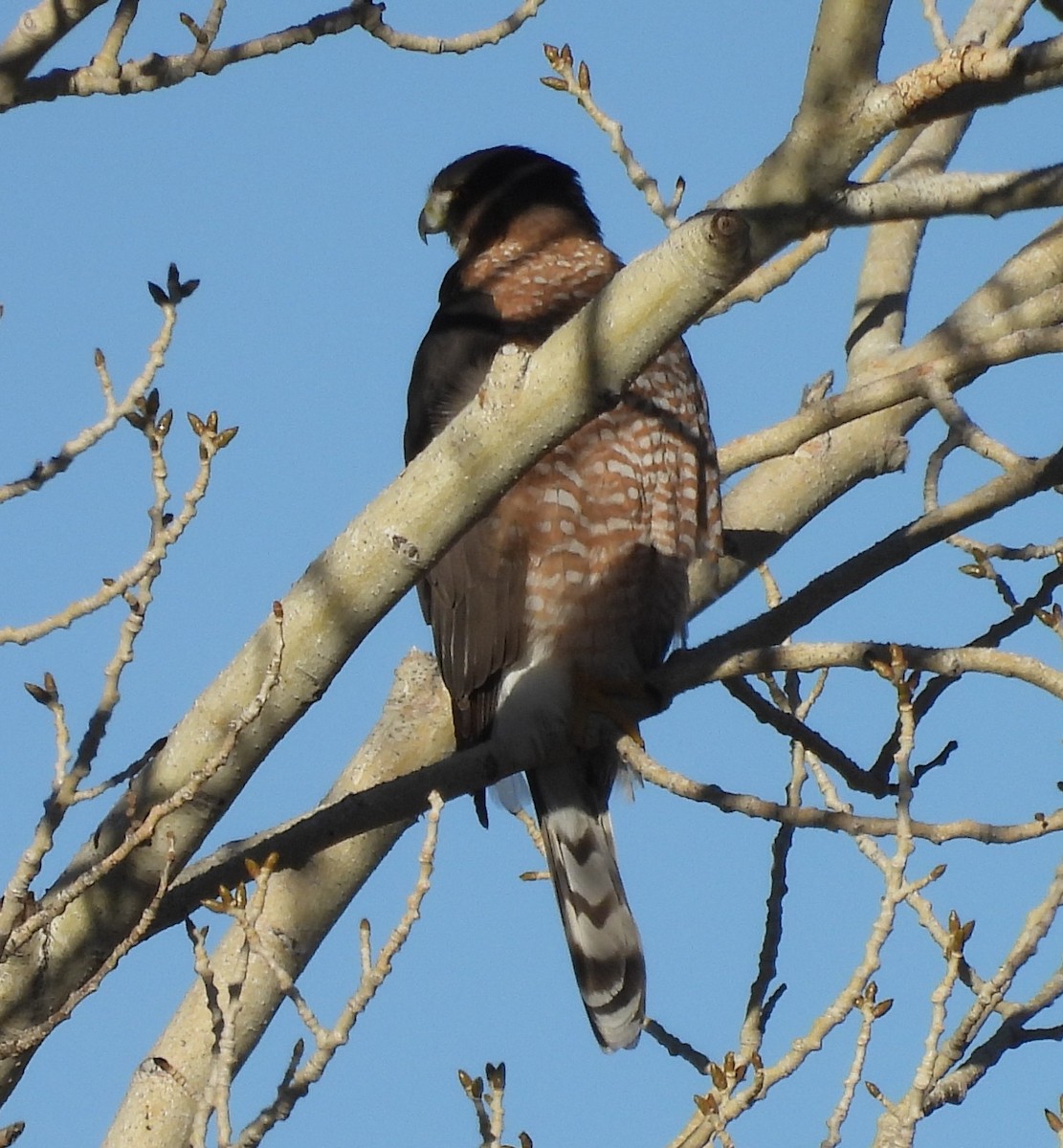 Cooper's Hawk - ML646697335