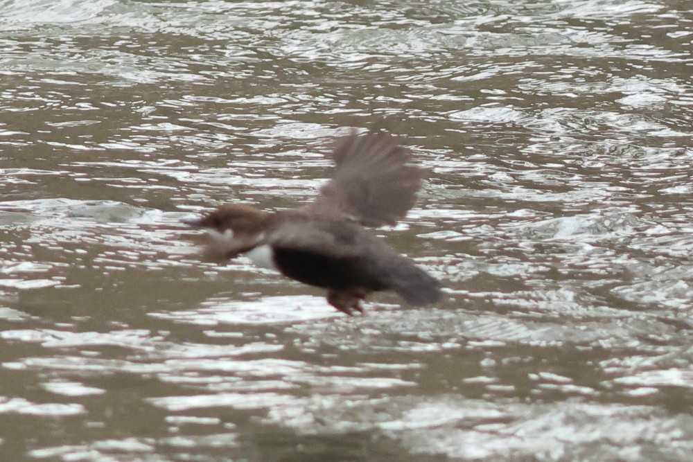 White-throated Dipper - ML646697336