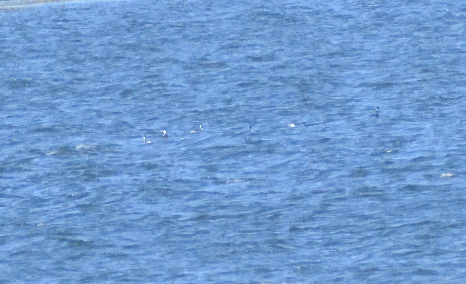 Western Grebe - ML646697337