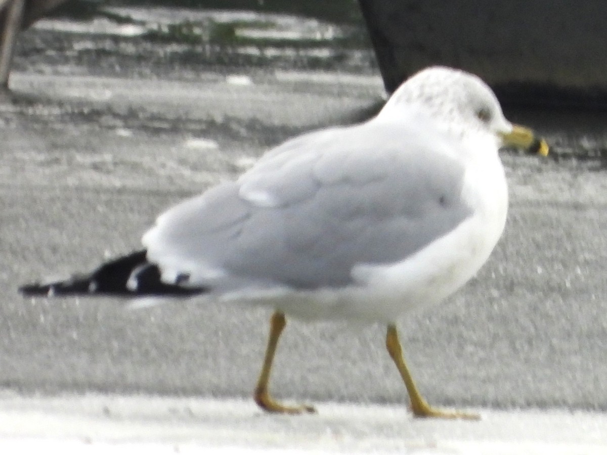 Ring-billed Gull - ML646697339