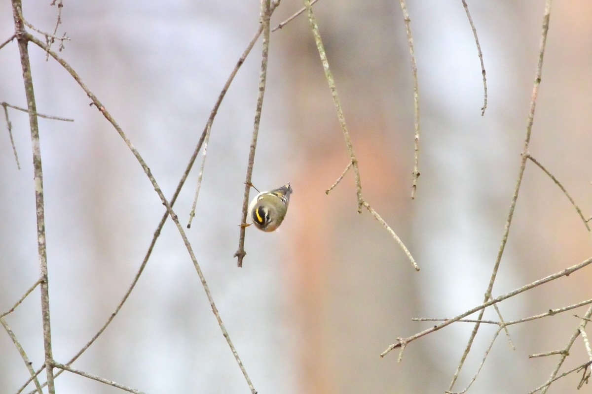 Golden-crowned Kinglet - ML646697340