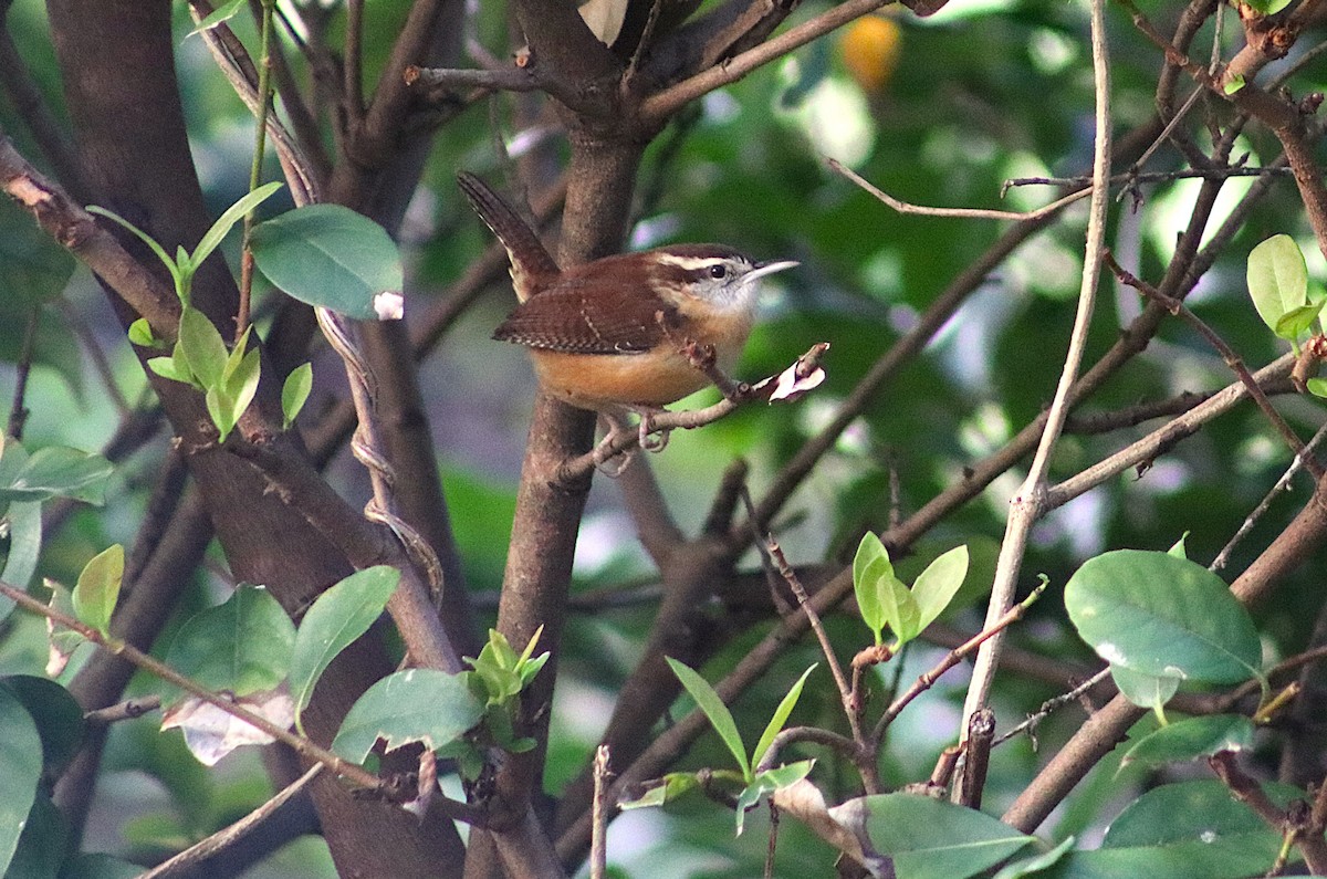 střízlík karolínský - ML646697341