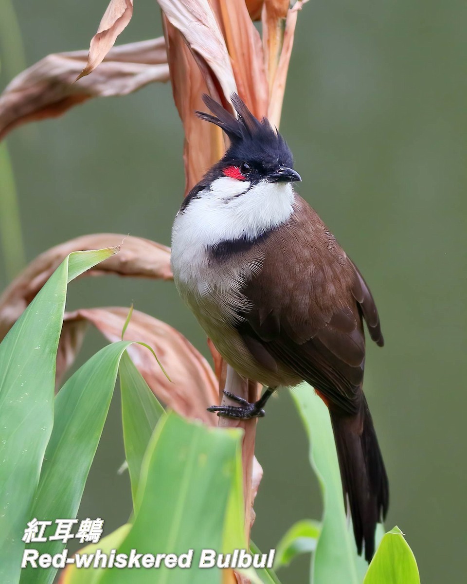Red-whiskered Bulbul - ML646697342