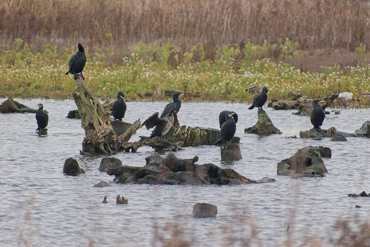 Тураг гогой - ML646697347