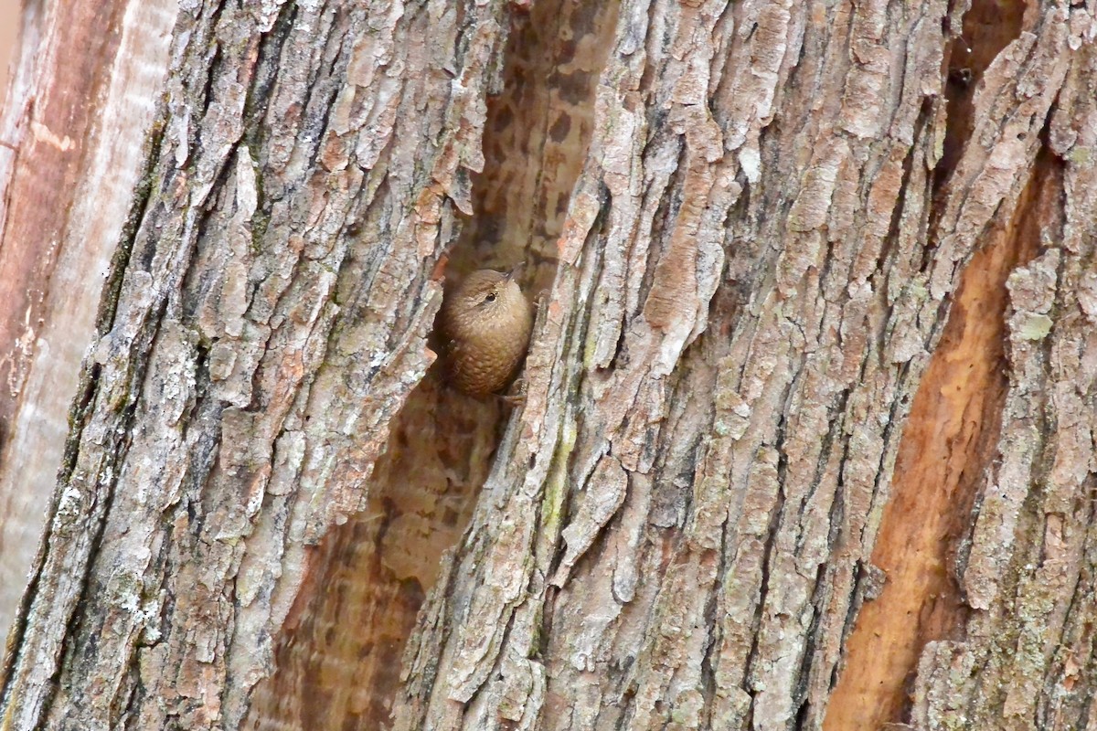 フユミソサザイ - ML646697348