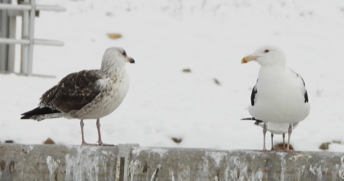 Great Black-backed Gull - ML646697349