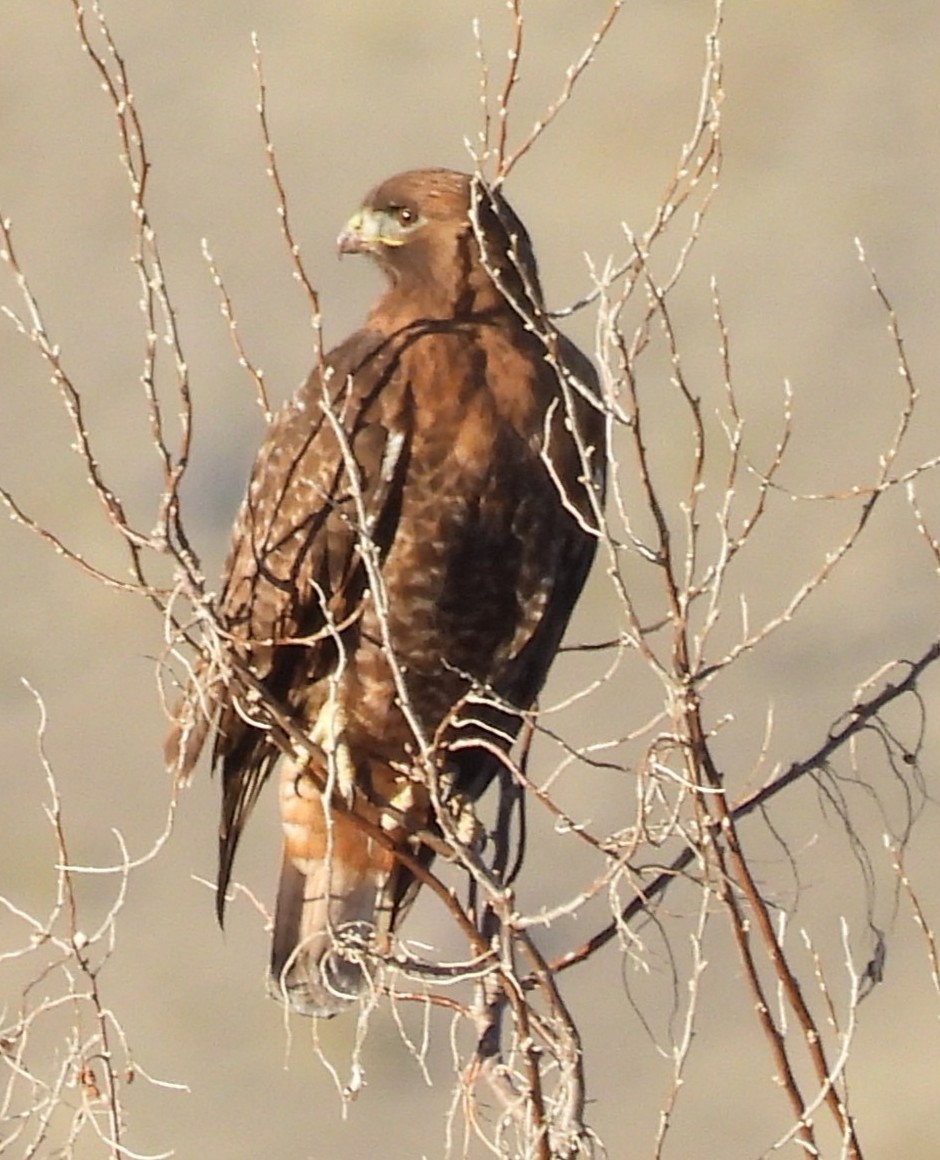 káně páskovaná - ML646697350