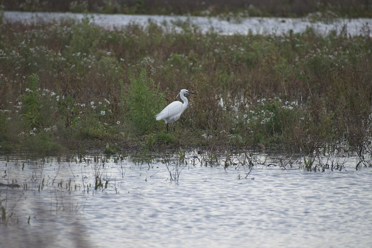 Хурган дэглий - ML646697352