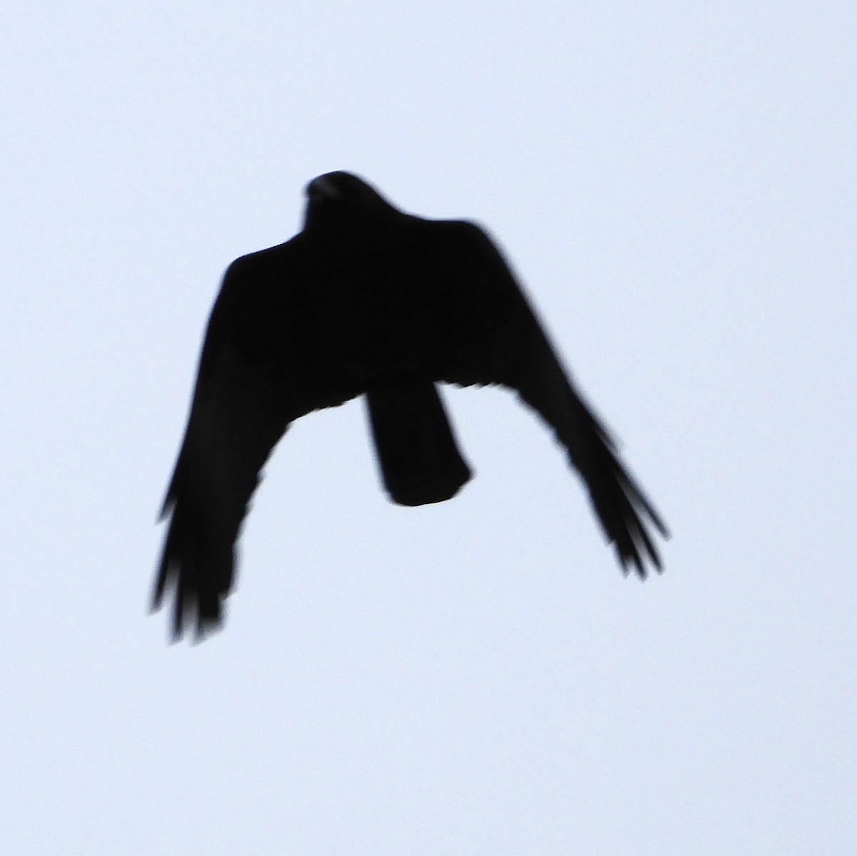 American Crow - ML646697353