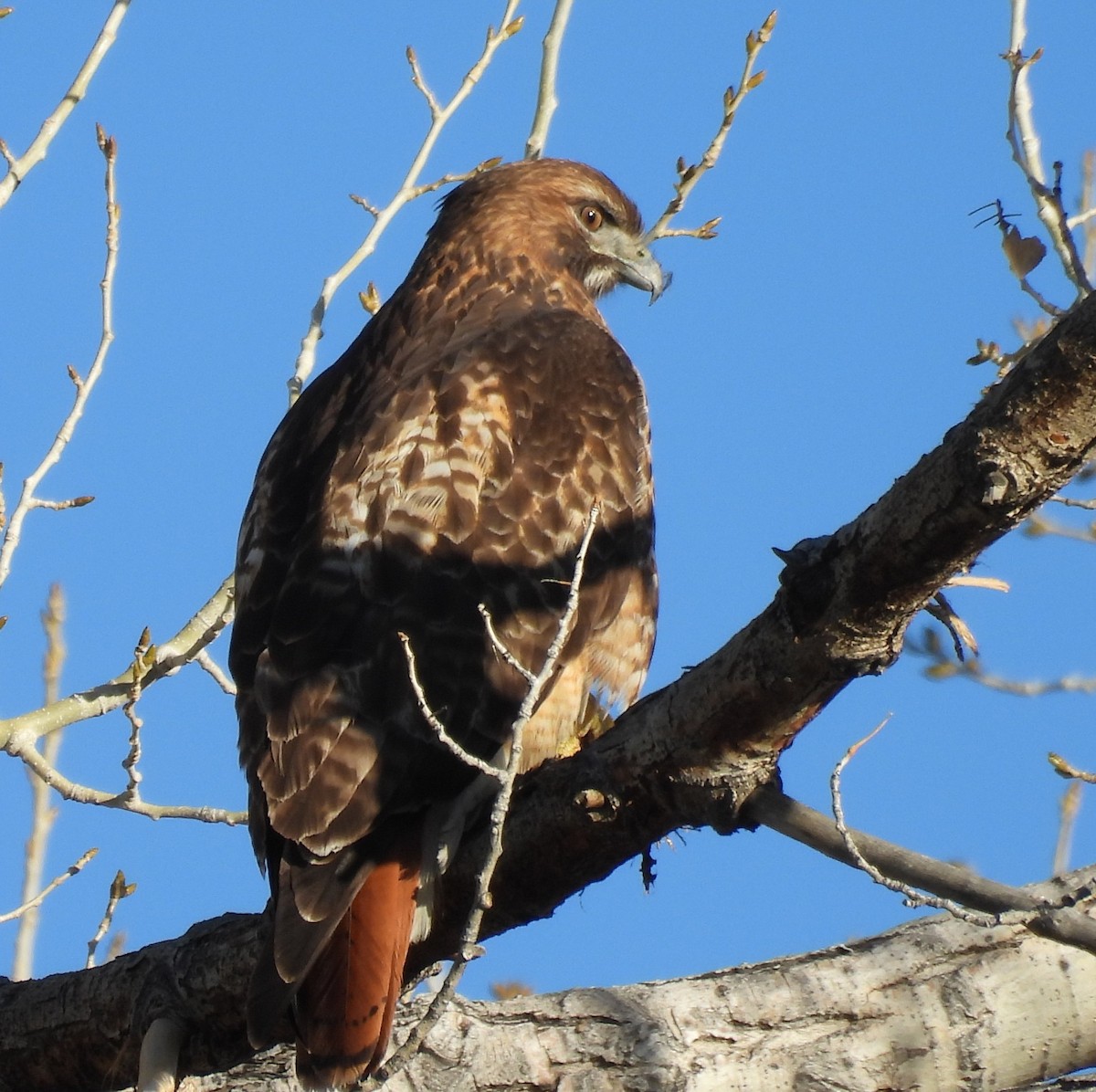 Red-tailed Hawk - ML646697355