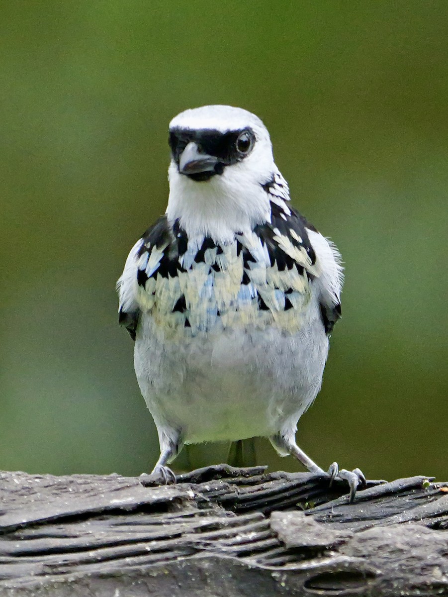 Tangara Grisdorada - ML646697360