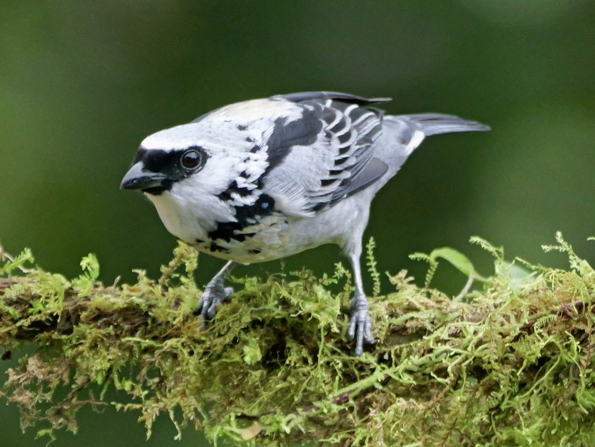 Tangara Grisdorada - ML646697361