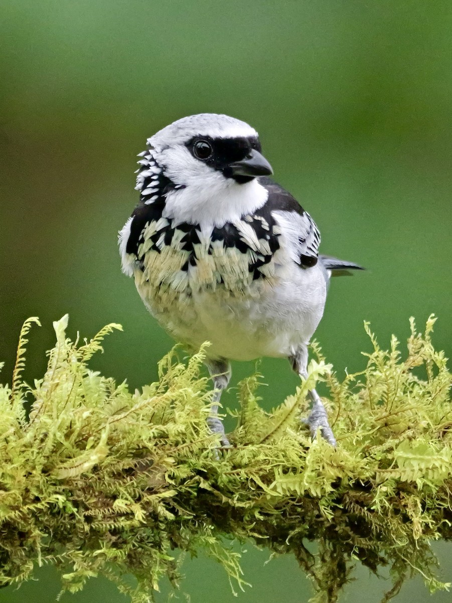 Tangara Grisdorada - ML646697362