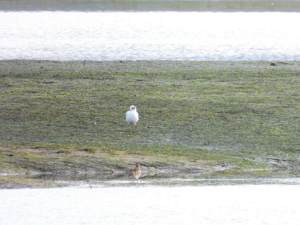 Mediterranean Gull - ML646697366
