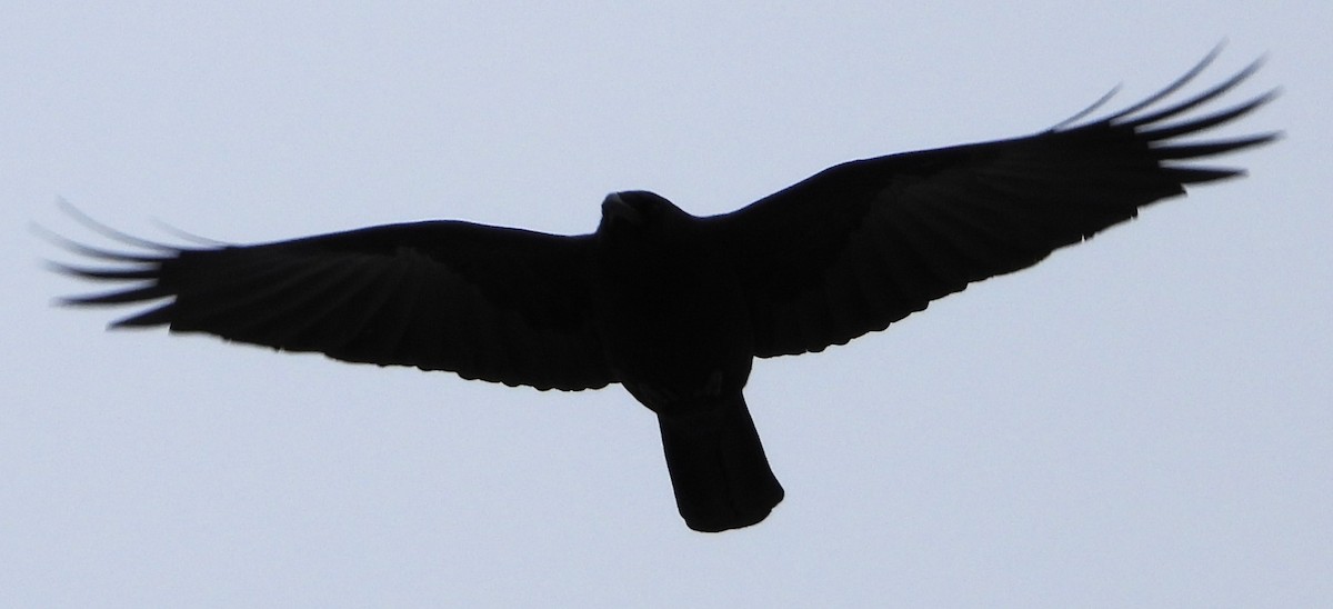 American Crow - ML646697367