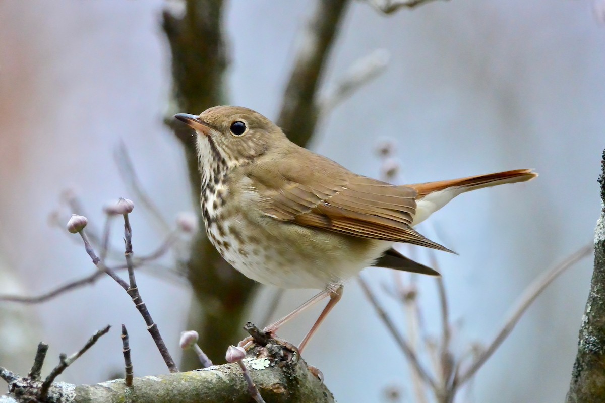 Hermit Thrush - ML646697375