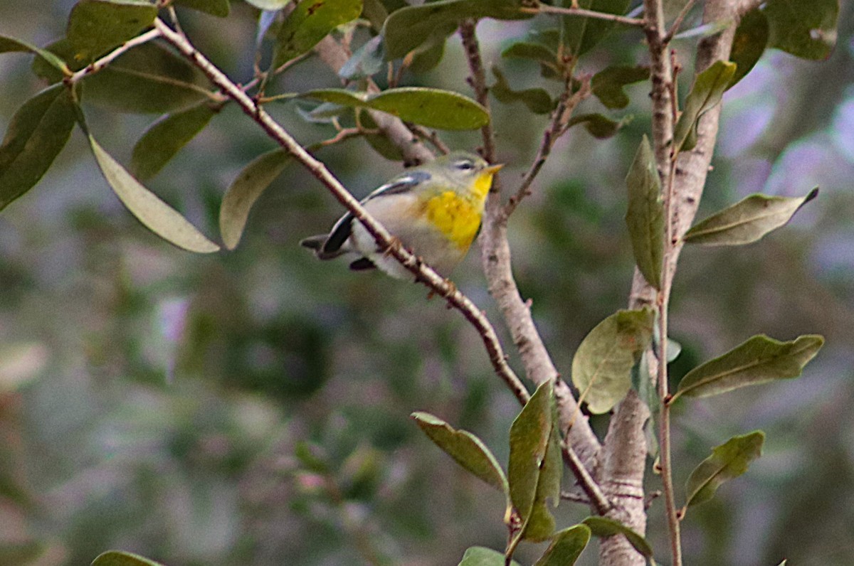 lesňáček lišejníkový - ML646697376