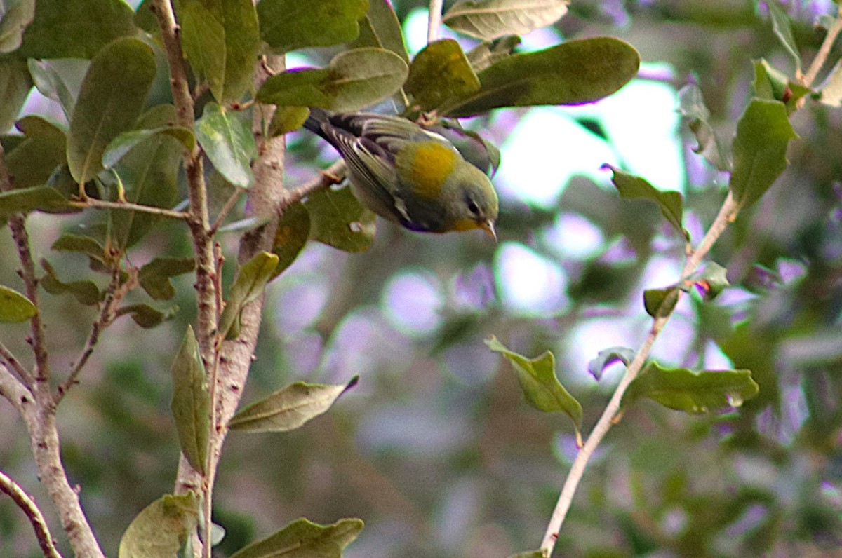 lesňáček lišejníkový - ML646697377