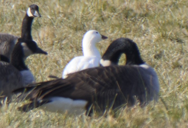 Ross's Goose - ML646697378