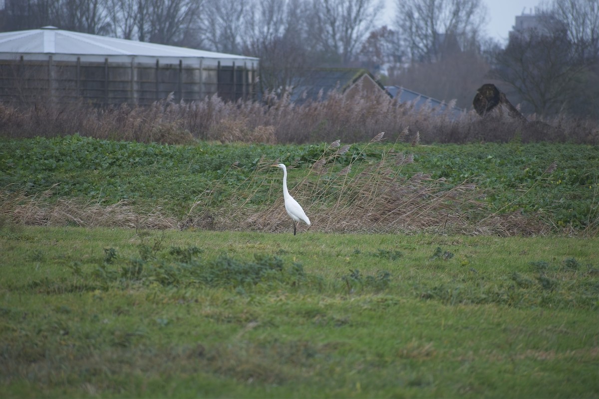 Цасч дэглий - ML646697379