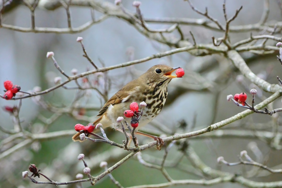 Hermit Thrush - ML646697380